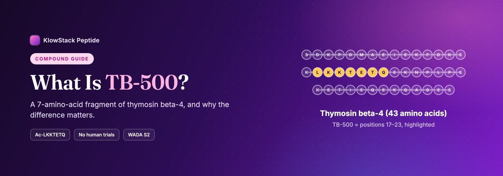 What is TB-500: amino acids 17 to 23 of thymosin beta-4 highlighted